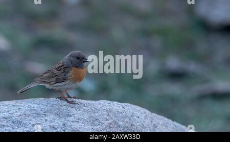 Robin Sangor, Prunella Rubeculoides, Ladakh, Jammu E Kashmir, India Foto Stock