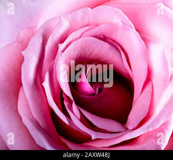 Macro scatto di una bella rosa Foto Stock