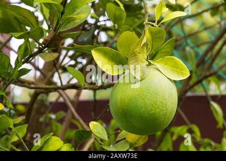 Bella vista ravvicinata di un frutto pomelo (Citrus maxima) coltivato organicamente appeso su un albero in Malesia. Il pomelo è comunemente consumato e usato per... Foto Stock