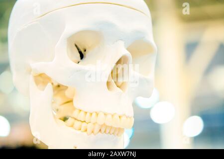 Layout bianco teschio umano closeup, medico presentano Foto Stock