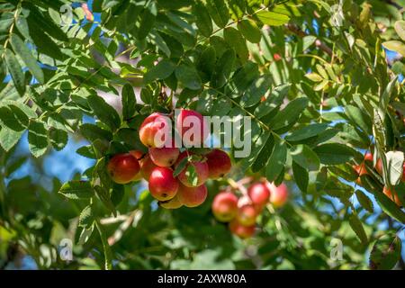 Mirabelle rosso ciliegia prugne int il sole, crescendo su albero selvatico Foto Stock