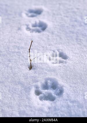 Impronte del cane sulla neve accanto a un ramo asciutto di un cespuglio Foto Stock