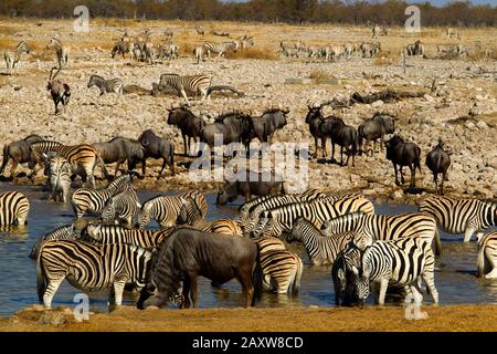 Zebre (Equus quagga) e wildebeest (Connochaetes taurinus) che bevono presso la sorgente Okaukuejo, il Parco Nazionale Etosha, Namibia Foto Stock