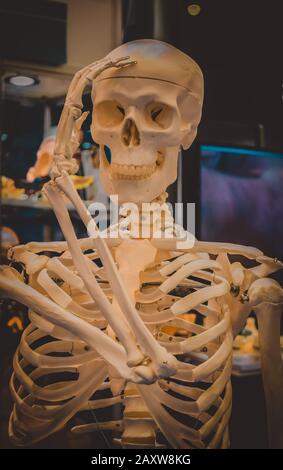 Scheletro umano e il layout di un teschio umano closeup, medico presentano Foto Stock