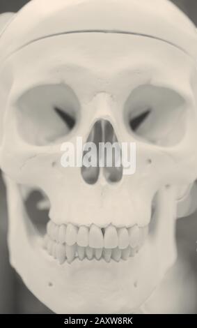 Layout di un teschio umano closeup, medico presentano Foto Stock