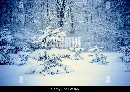 Foto Di Natale Neve Inverno 94.Favoloso Paesaggio Di Natale Abeti Sotto La Neve Belle Montagne Invernali Foto Stock Alamy