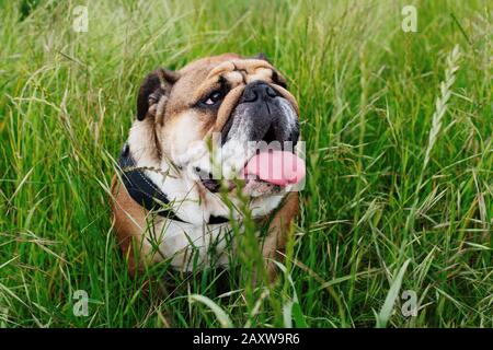 Red inglese / inglese britannico Bulldog cane con la lingua fuori per una passeggiata guardando in alto seduto in erba Foto Stock