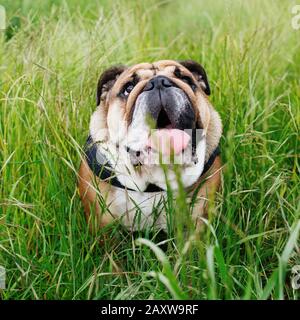 Red inglese / inglese britannico Bulldog cane con la lingua fuori per una passeggiata guardando in alto seduto in erba Foto Stock