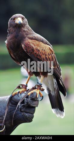 Uccello In Mano Falconry Foto Stock