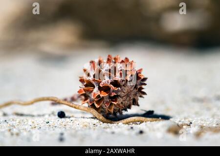 Macro fotografia di un seme di Casuarina Equisetifolia sulla sabbia. Foto Stock