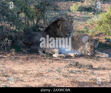 Coppia di leoni, fratello e sorella di nome Jack e Jill, riposano in un luogo ombreggiato nel Parco Nazionale degli Elefanti di Addo, Capo Orientale, Sud Africa Foto Stock