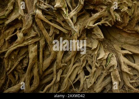 Sistema di radice parziale esposto di un albero caduto in Columbia Britannica, Canada Foto Stock