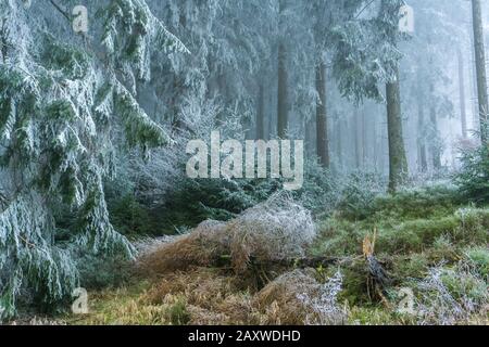 Raureif im Wald im Harz, Clausthal-Zellerfeld, Niedersachsen, Deutschland | Rime ICE nella foresta della regione di Harz, Clausthal-Zellerfeld, Lower S. Foto Stock