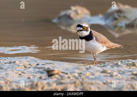 Piccola Plover Girovanata che si aggirava intorno alla zona umida trovando cibo dal suolo Foto Stock