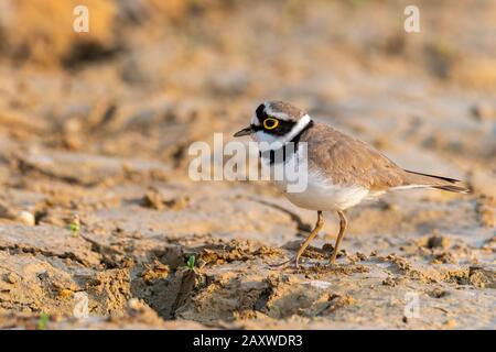 Piccola Plover Girovanata che si aggirava intorno alla zona umida trovando cibo dal suolo Foto Stock
