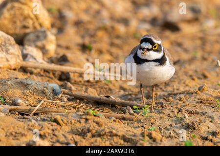 Piccola Plover Girovanata che si aggirava intorno alla zona umida trovando cibo dal suolo Foto Stock