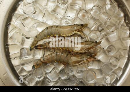 Gamberetti freschi su ghiaccio su una vista dall'alto del tavolo con ciotola metallica. Frutti di mare freschi. Foto Stock