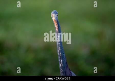 Un ritratto di Heron tricolored vicino con uno sfondo verde liscio di erba fuori fuoco. Foto Stock