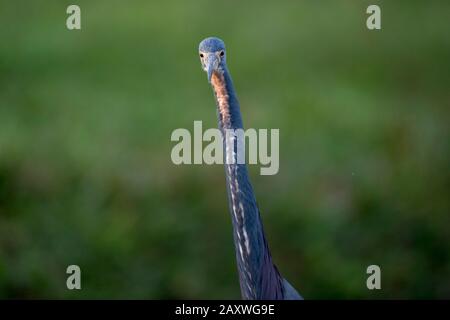 Un ritratto di Heron tricolored vicino con uno sfondo verde liscio di erba fuori fuoco. Foto Stock