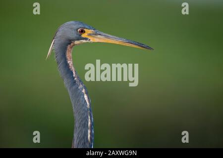 Un ritratto di Heron tricolored vicino con uno sfondo verde liscio di erba fuori fuoco. Foto Stock