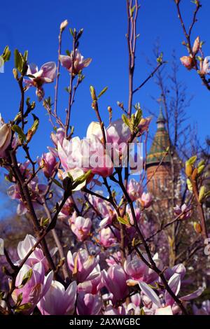 Fiori rosa o bianco di albero di magnolia in fiore (Magnolia denudata) in primavera contro il cielo blu. Foto Stock