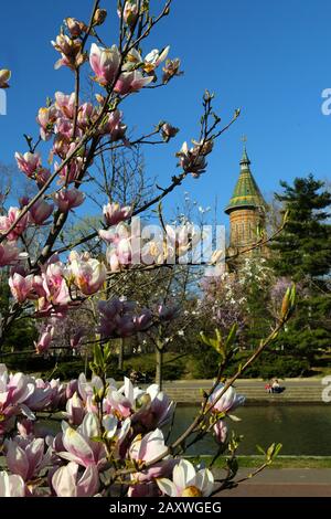 Fiori rosa o bianco di albero di magnolia in fiore (Magnolia denudata) in primavera contro il cielo blu. Foto Stock