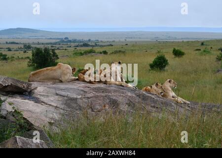 Orgoglio del Leone, madri e cuccioli, riposati sulle rocce. Masai Mara, Kenya Foto Stock