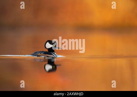 Un maschio Hooded Merganser nuota su un laghetto calmo con i toni dorati riflessi dalla luce solare calda che brilla sullo sfondo liscio fuori fuoco. Foto Stock