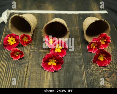 Primrose Primula Vulgaris, fiori giardino giallo e rosso, in vaso, composizione creativa su sfondo rustico in legno, primavera cartolina concept.Rustic flo Foto Stock