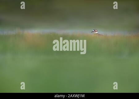 Un Killdeer si alza da dietro l'erba alta nella morbida luce del sole serale con un morbido sfondo verde. Foto Stock