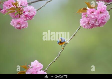 Una piccola Parula settentrionale appollaiata in uno splendido albero rosa di fiori di ciliegio nella primavera iniziale nel New Jersey meridionale. La maggior parte del tempo quando questo orditore Foto Stock