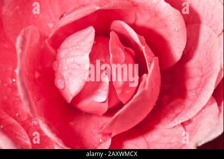 Gocce d'acqua sui petali, camelia rossa sotto la pioggia Foto Stock