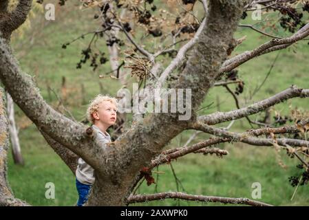 Piccolo ragazzo a capelli ricci che arrampica un albero Foto Stock