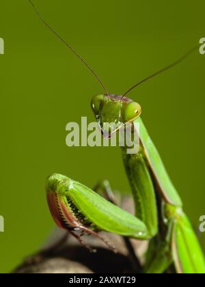 Primo piano di un mantis in preghiera Foto Stock