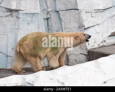 Orso polare (ursus maritimus) in un composto zoo Foto Stock