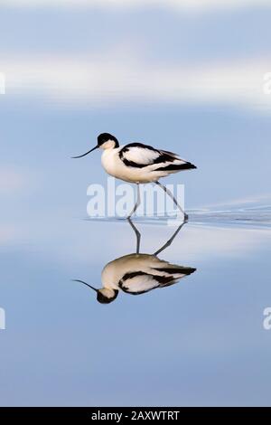 Riflessione di pied avocet (Recurvirostra avosetta) che corre in acque poco profonde Foto Stock