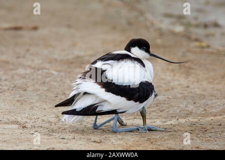 Pied avocet (Recurvirostra avosetta) femmina tenere pulcino caldo sotto le piume Foto Stock