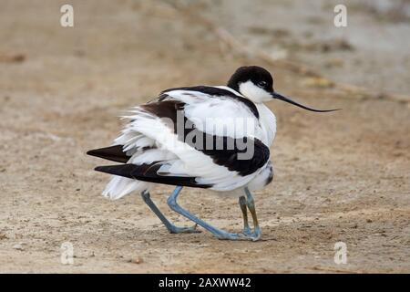 Pied avocet (Recurvirostra avosetta) femmina tenere pulcino caldo sotto le piume Foto Stock