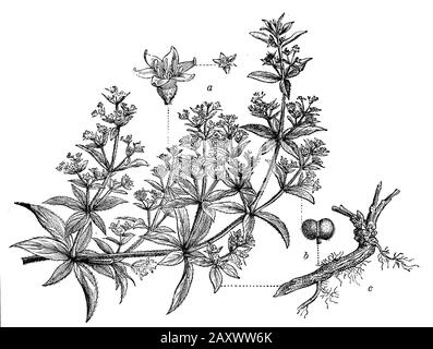 Vescica, Rubia tinctorum, (enciclopedia, 1898) Foto Stock