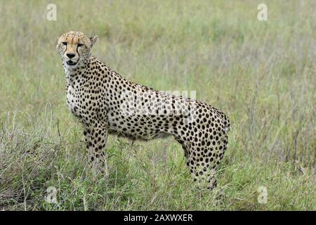 Maestoso giovane ghepardo maschile in cerca di preda. Parco Nazionale Serengeti, Tanzania. Foto Stock