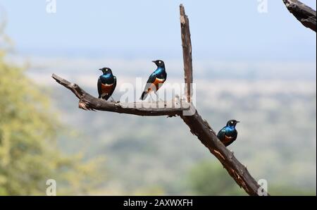 Superbi Starlings dai colori vivaci su un ramo di alberi nel Parco Nazionale di Tarangire, Tanzania. Foto Stock