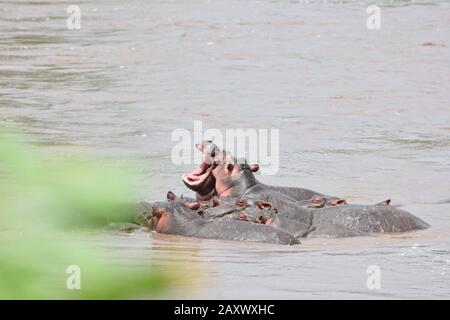 Giovani Ippopotami che giocano in una piscina ippopotamo nel Parco Nazionale del Serengeti, Tanzania. Foto Stock