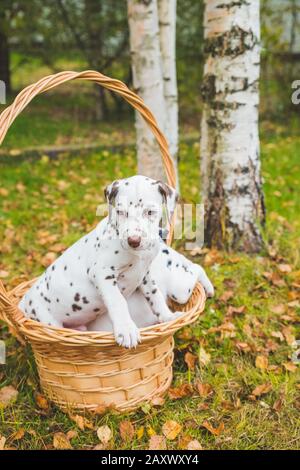 Due cuccioli dalmati che giocano, nel cestino di vimini. Foto Stock