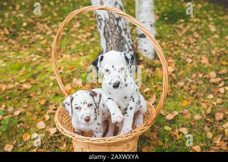 Due cuccioli dalmati che giocano, nel cestino di vimini. Foto Stock