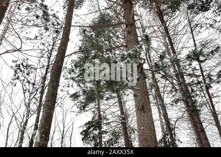 vista dal basso dei pini innevati nella foresta durante la notte invernale Foto Stock