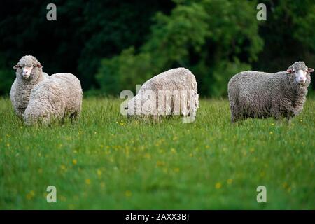 Grandi pecore lanose che pascolano su terreni agricoli Foto Stock