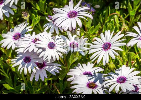 Molti fiori bianchi margherita, con centro viola scuro, Osteospermum frutticosum Foto Stock