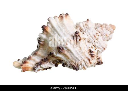 conca essiccata di muricidae mollusco ritaglio su sfondo bianco Foto Stock