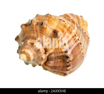 guscio asciutto di rapana ritaglio su sfondo bianco Foto Stock