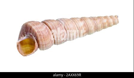 guscio vuoto secco di molluschi turritella ritagliato su sfondo bianco Foto Stock